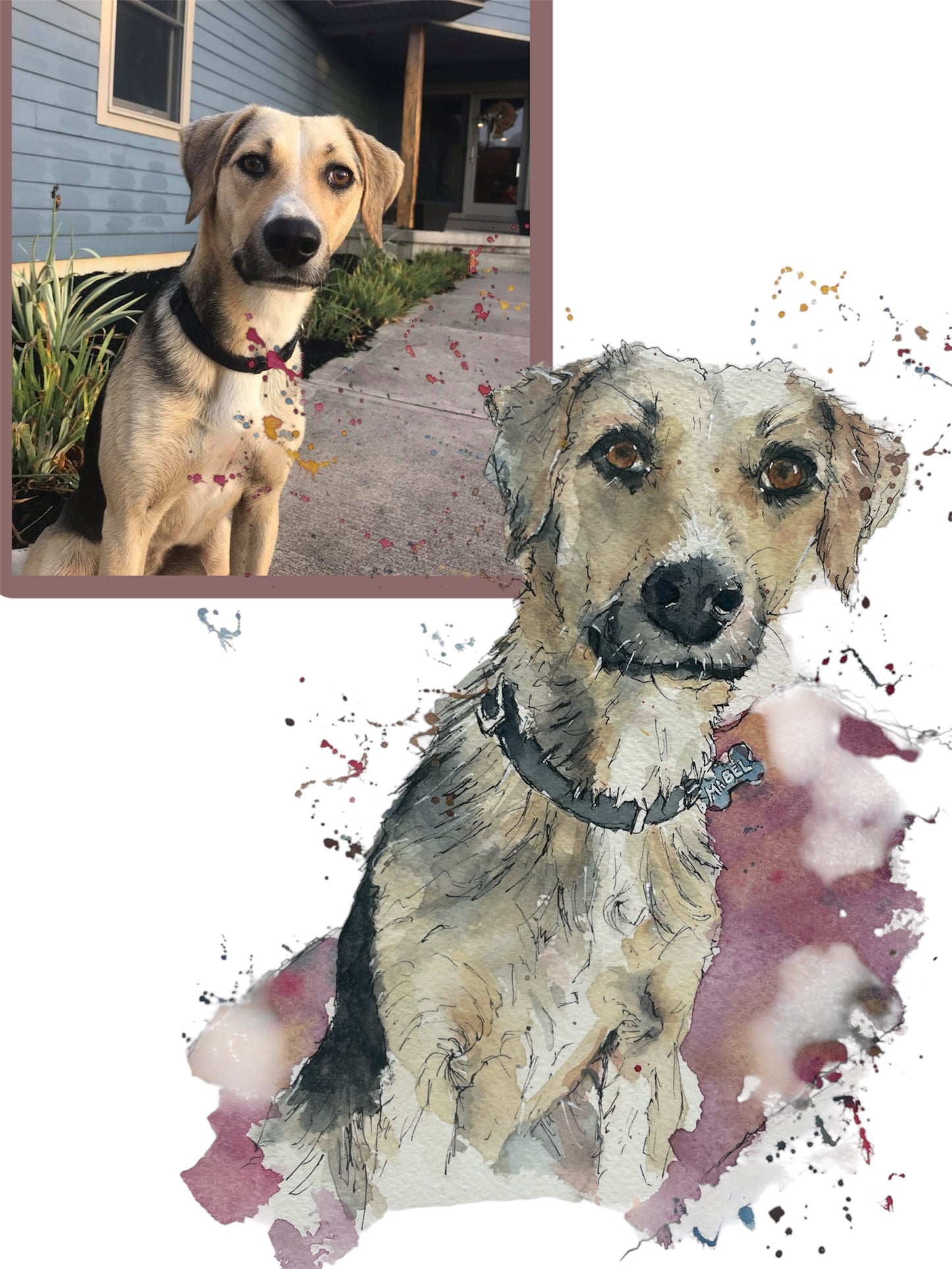 Pets and animals